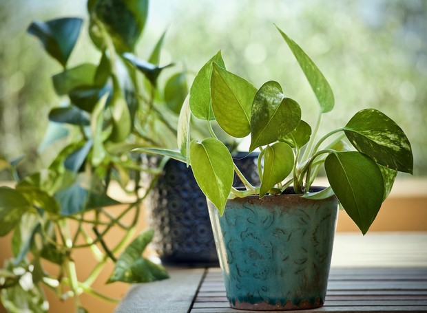 O cultivo em vasos é ótima opção para ter plantas dentro de casa (Foto: Pixabay / CreativeCommons)
