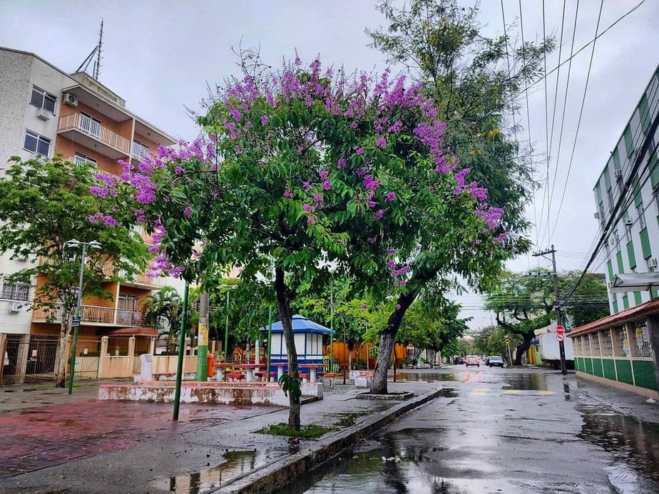 A Praça Ramos Figueira, em Olaria, ganhou árvores plantadas pelo coletivo Olaria Verde