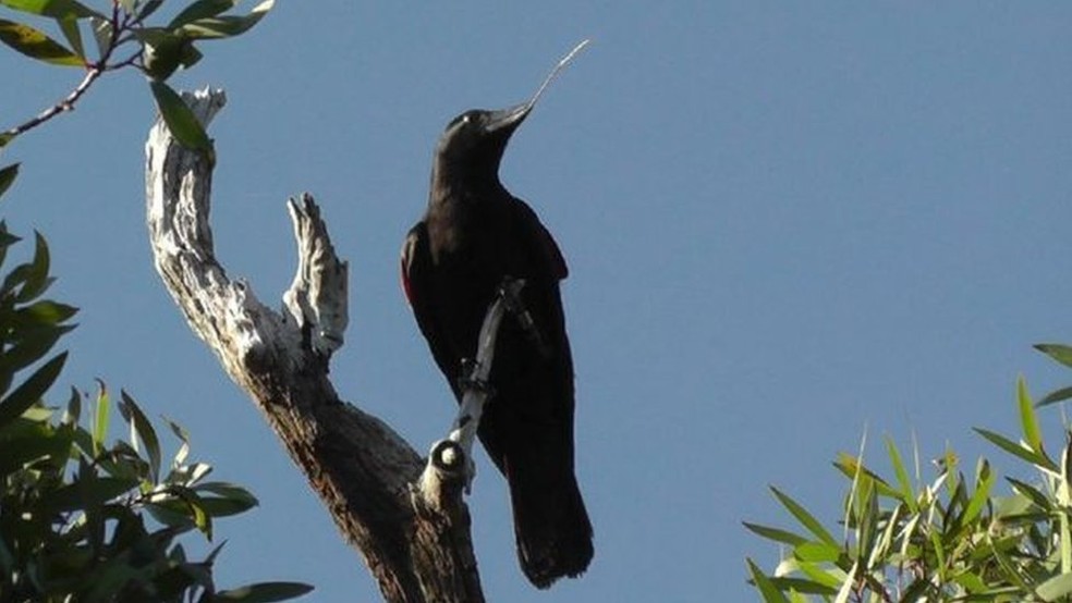 Corvo  (Foto: BBC)