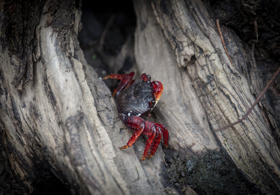 Caranguejo aratu vermelho: nova espécie pode ser vista na Lagoa — Foto: Marcia Foletto