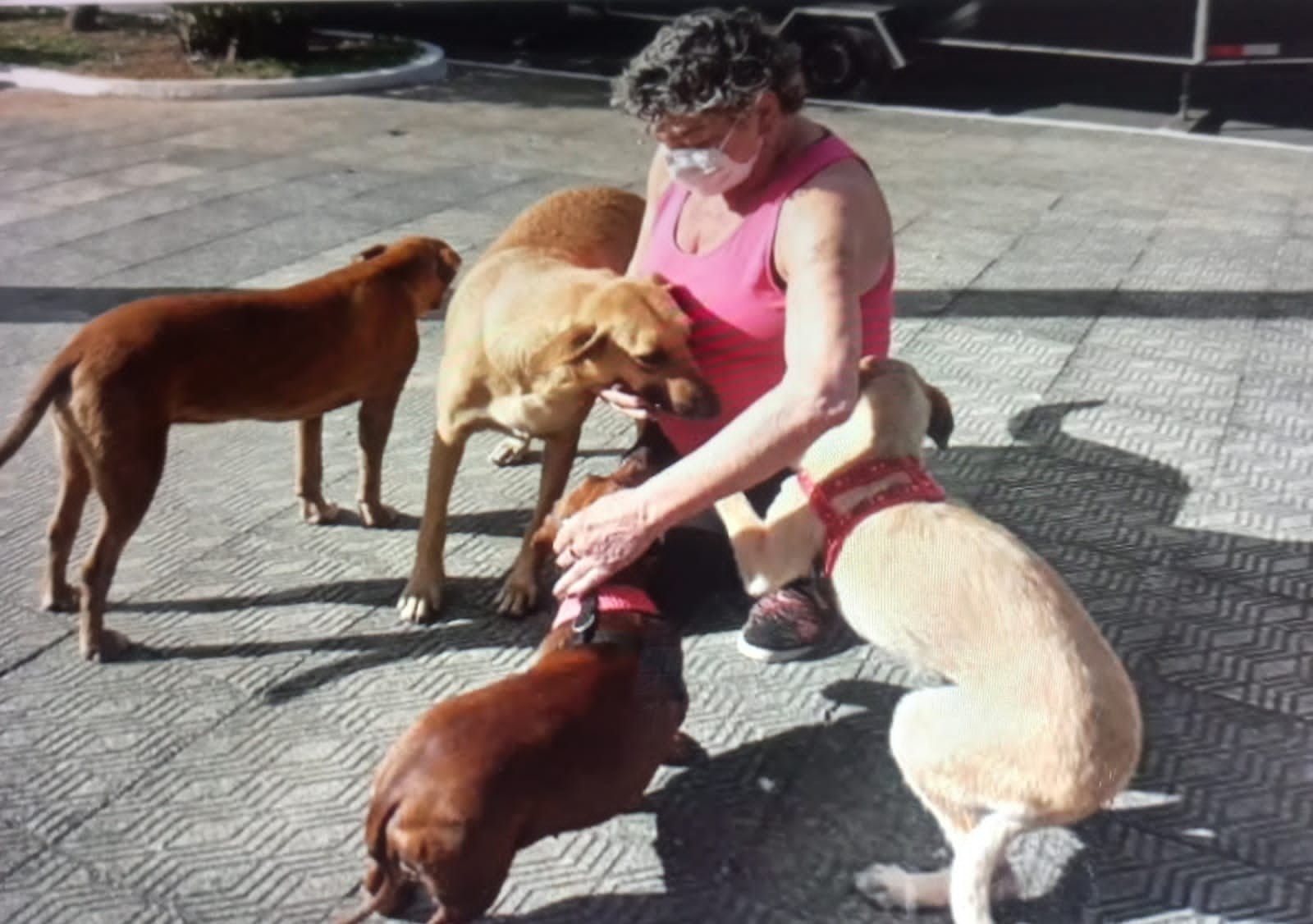 Polícia Civil investiga agressão a cães de rua em Rio Claro