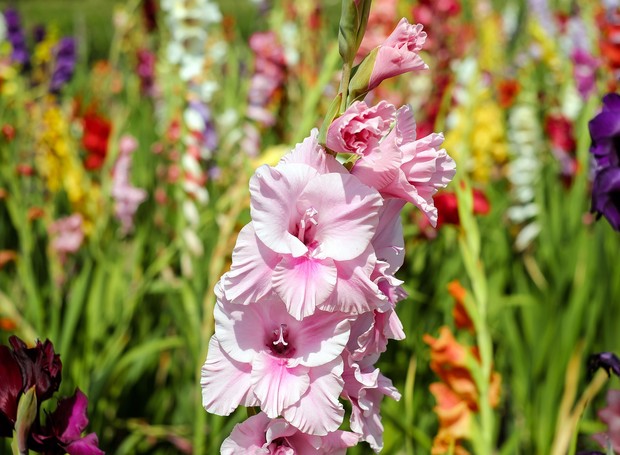 O gladíolo é conhecido por sua floração abundante, nas mais diversas cores (Foto: Pixabay / Creative Commons)