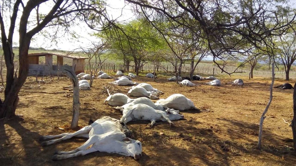 Ao todo, 125 animais morreram na fazenda â€” Foto: Achei Sudoeste