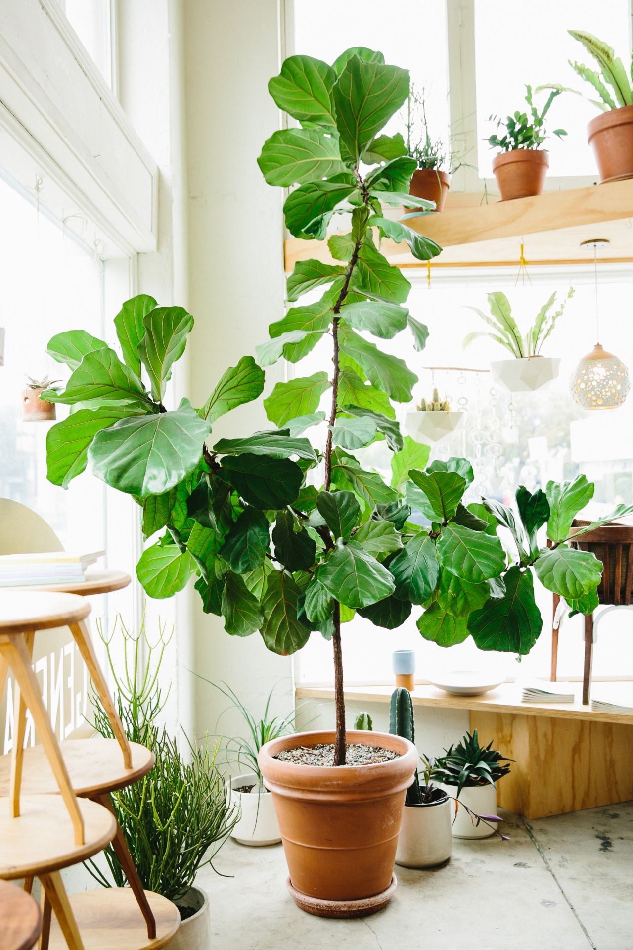 Ficus lyrata: curiosidades que nunca te contaram sobre a planta da moda (Foto: Getty Images e Reprodução/Pinterest)