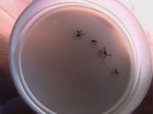 Número de casos suspeitos de dengue cai 88,43% em Alagoas