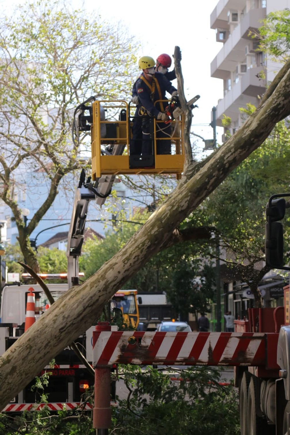 Trabalhos para retirar árvore que caiu durante ventania no Centro de Blumenau — Foto: Luiz Carlos de Souza/ NSC TV