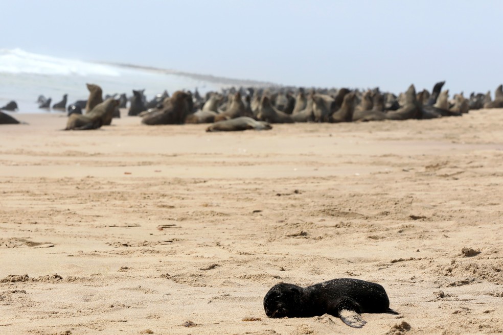 Filhote de foca morto diante de outras focas em praia na Namíbia nesta sexta-feira (23) — Foto: Karin Coetzee/Reuters
