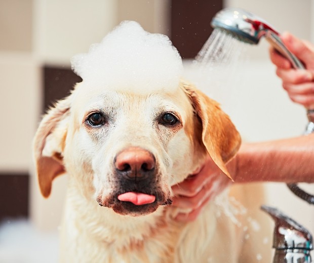 Como dar banho no pet em casa (Foto: Getty Images/EyeEm Premium)