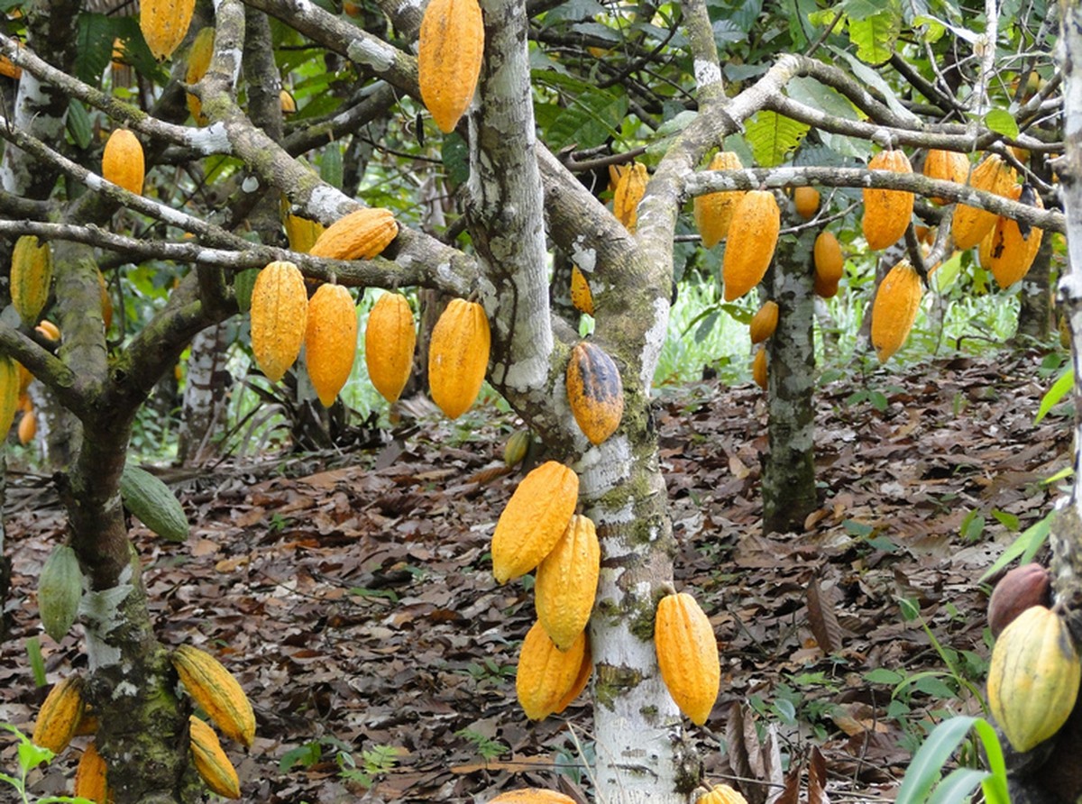 Produção de cacau no Pará em ritmo de consolidação Agronegócios Valor Econômico