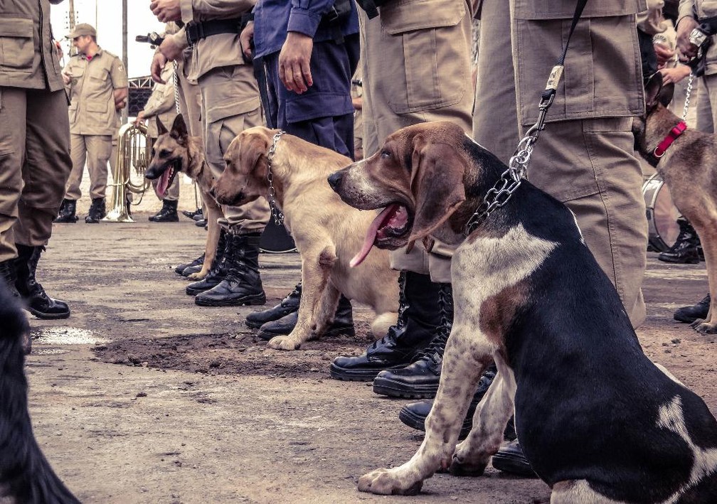 Cães treinados em MT ajudaram no resgate das vítimas da tragédia em Brumadinho — Foto: Corpo de Bombeiros-MT/Assessoria