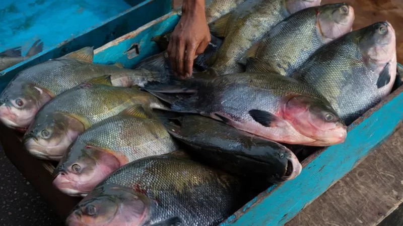 Como China superou Brasil e virou grande produtora de peixes amazônicos