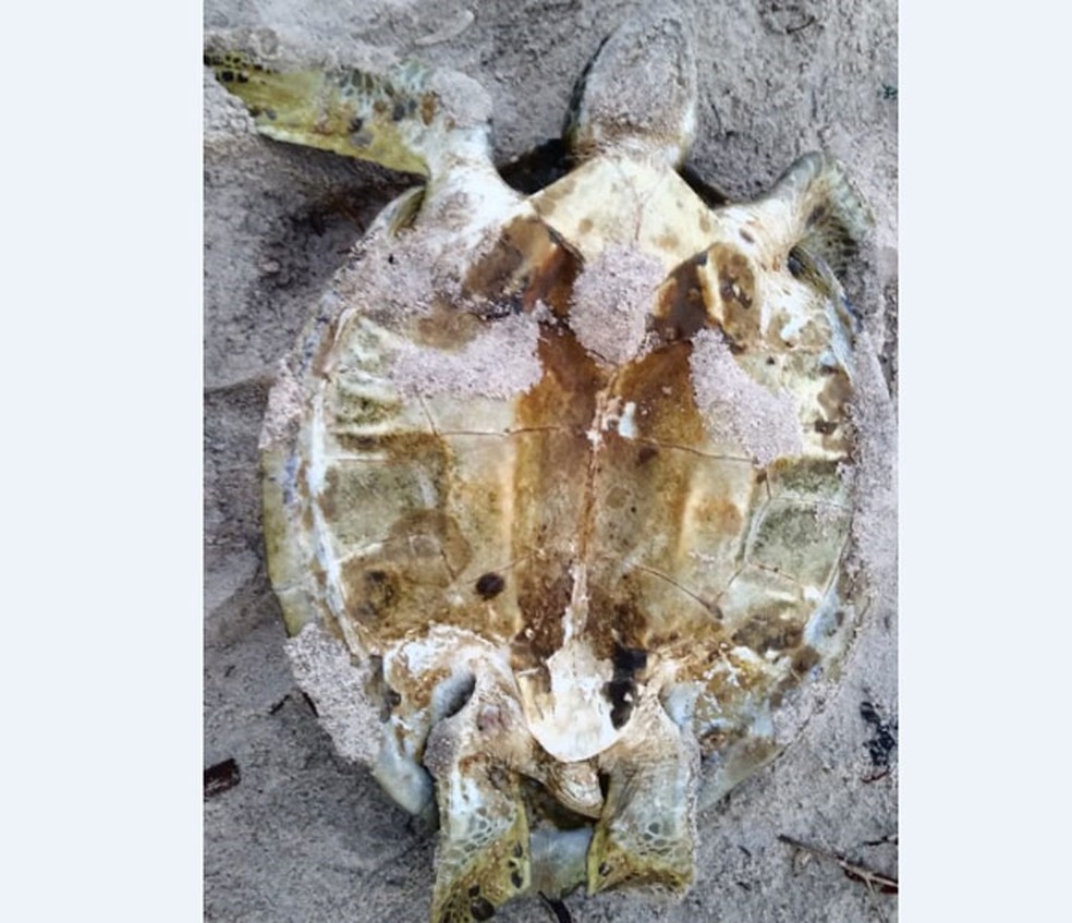 Tartaruga verde juvenil achada morta na praia de Mamoan, em Ilhéus pode ter morrido por ingestão de lixo  — Foto: Divulgação/Projeto (A)mar