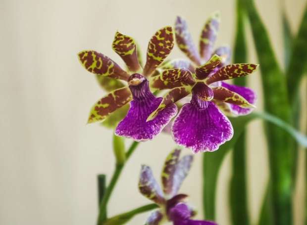 A orquídea Zygopetalum pode ser cultivada em vasos de barro ou de plástico, com tamanho entre 15 até 22 cm de diâmetro. (Foto: Flickr / Elena Kazantzanidou / CreativeCommons)