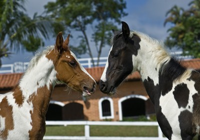 Cavalos do Pampa (Foto: Editora Globo)