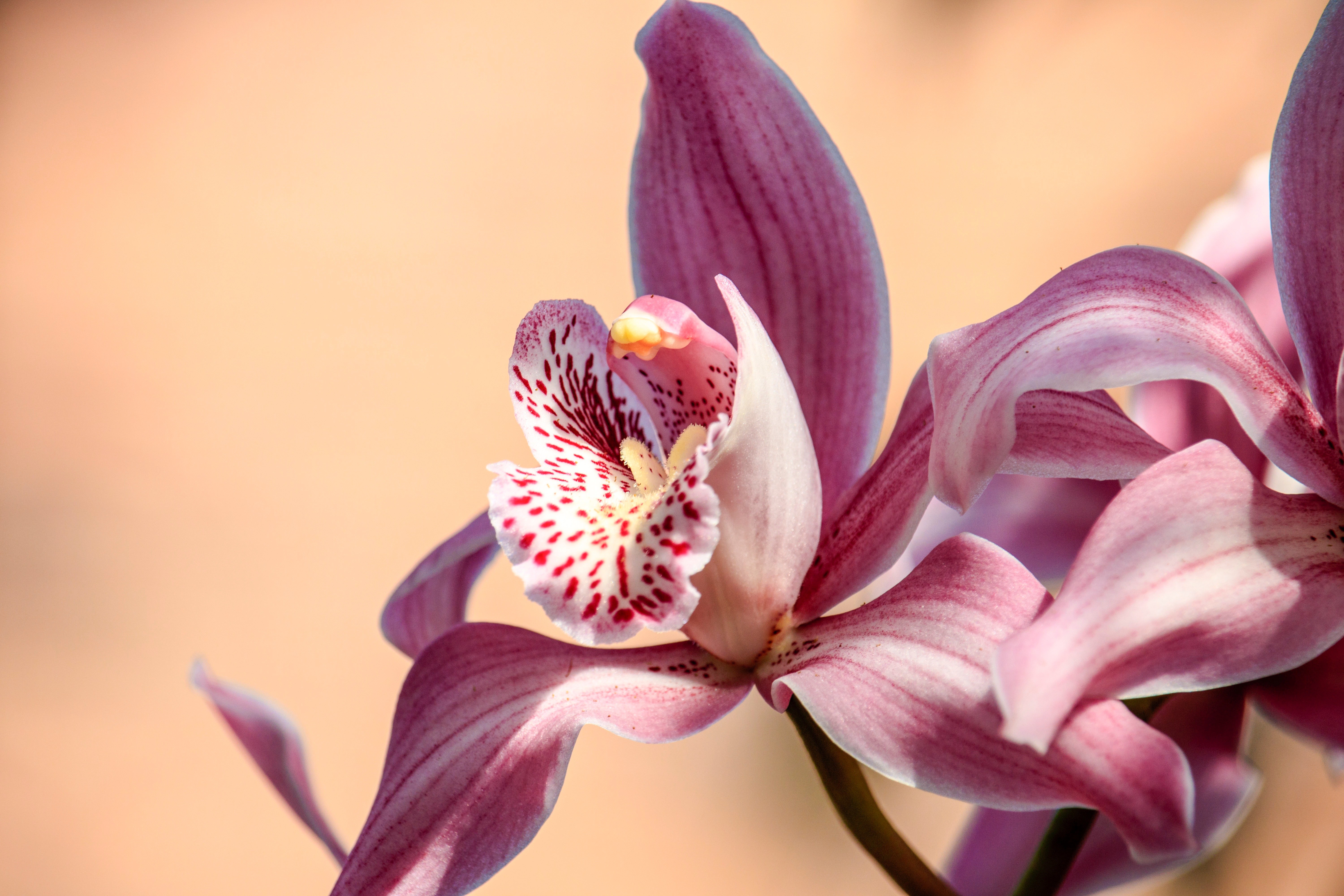 As orquídeas são conhecidas pelo seu perfume agradável (Foto: Pexels / Man Dy / CreativeCommons)