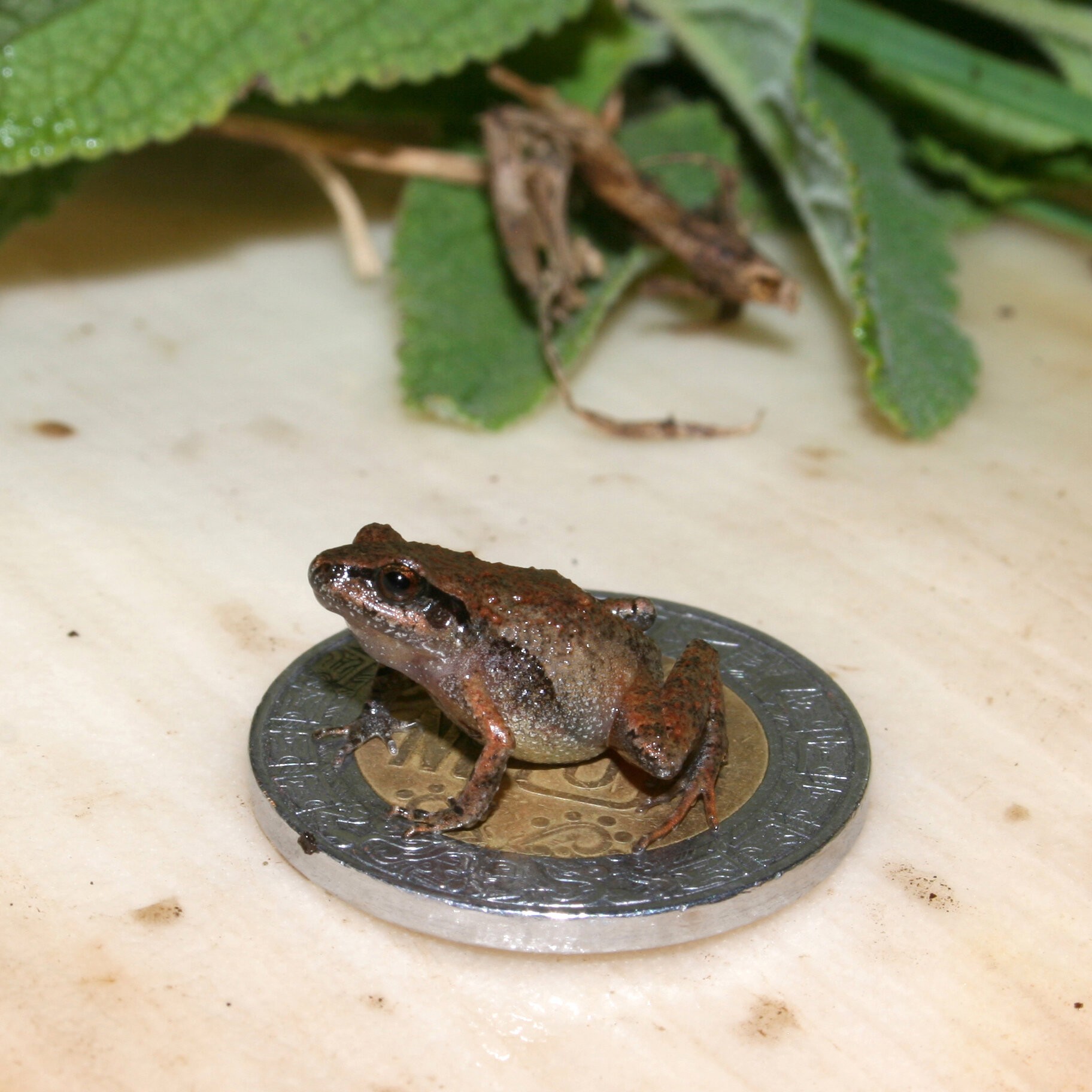 Craugastor cueyatl, uma das espécies de sapos recém-descobertos, senta-se em uma moeda mexicana de 10 pesos com 28 mm de diâmetro (Foto: Jeffrey W Streicher/ Museu de História Natural, Londres)