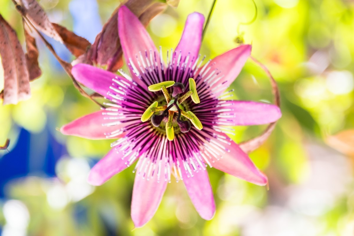 A passiflora combate a insônia, o estresse e a ansiedade (Foto: Pexels / Uwe Nake / CreativeCommons)