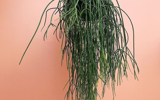 Conheça a ripsális-macarrão, cacto que faz sucesso como planta pendente -  Casa Vogue | Paisagismo
