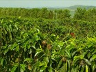 Chuva chega ao sul de MG e deixa os produtores de café mais otimistas