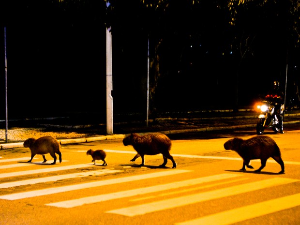Capivaras pararam o trânsito para atravessar a rua (Foto: Studio Victor Hugo/Divulgação)