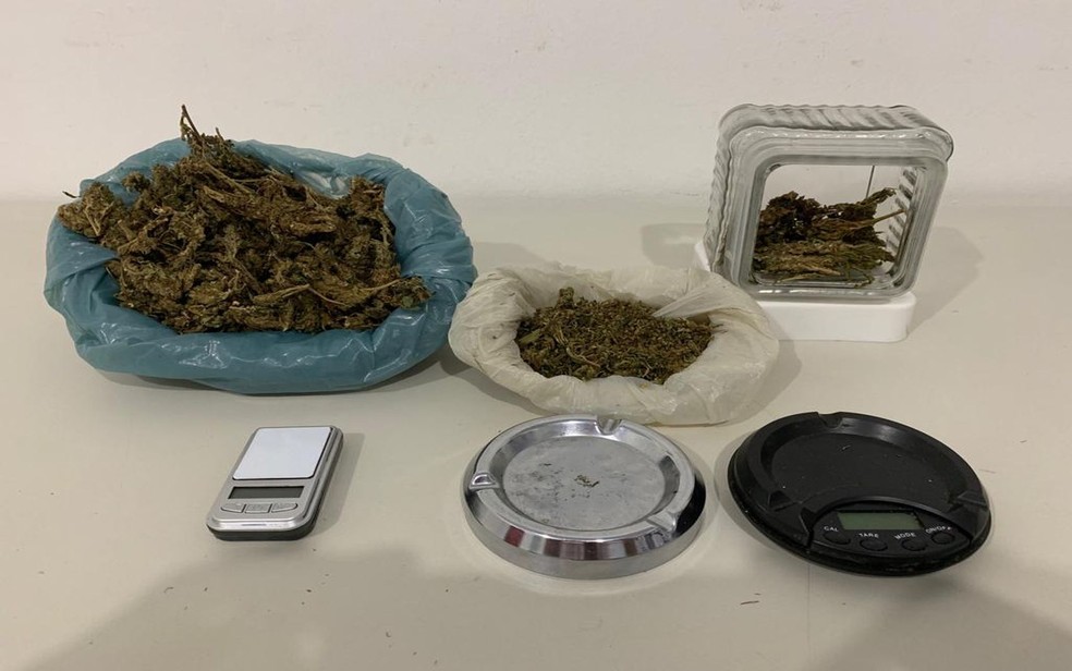 Maconha hidropônica encontrada na residência do suspeito — Foto: Polícia Civil de Sergipe/Divulgação