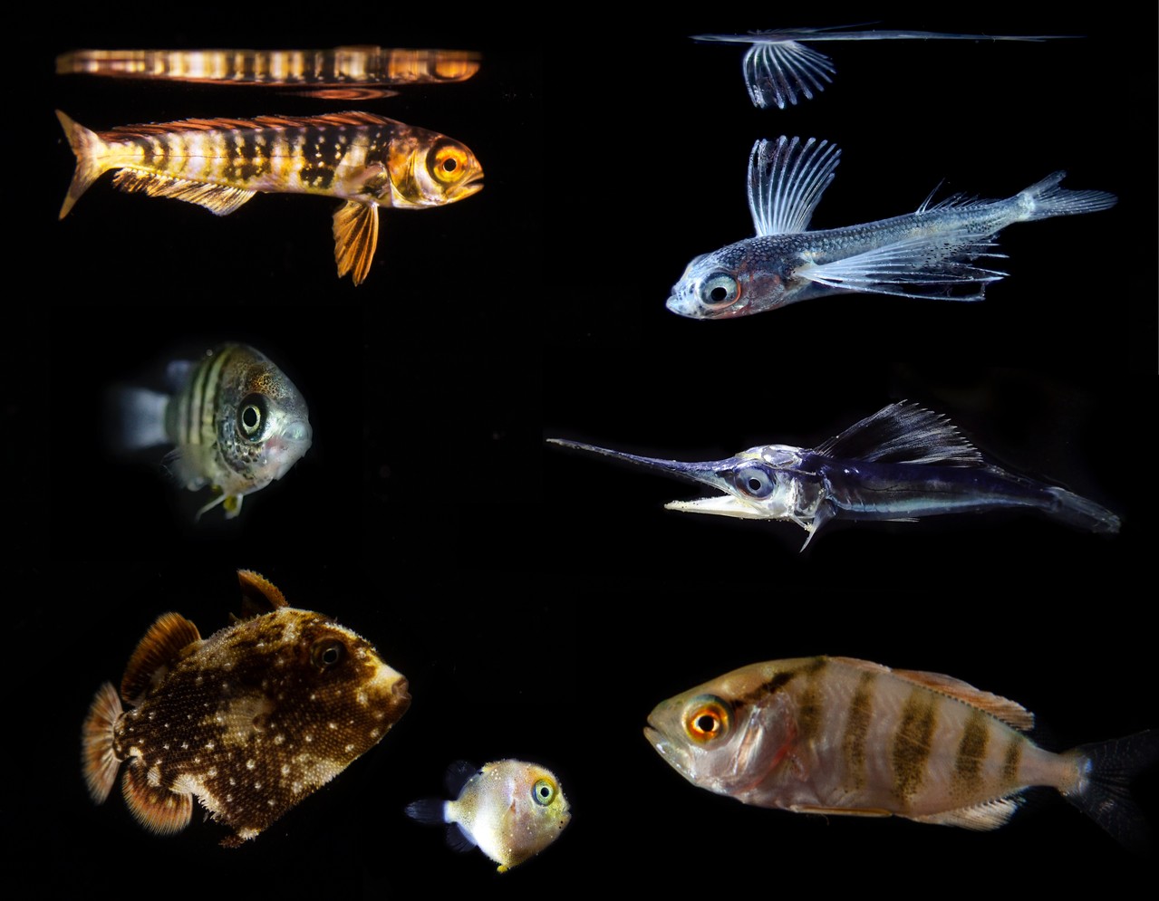 Exemplos de peixes do conjunto larval fish: dourado-do-mar (topo, à esq.), peixe-voador (topo, à dir.), marlim-lança, Caranx hippos, peixe-porco (em dois tamanhos) e o castanheta  (Foto: NOAA Fisheries/Jonathan Whitney)