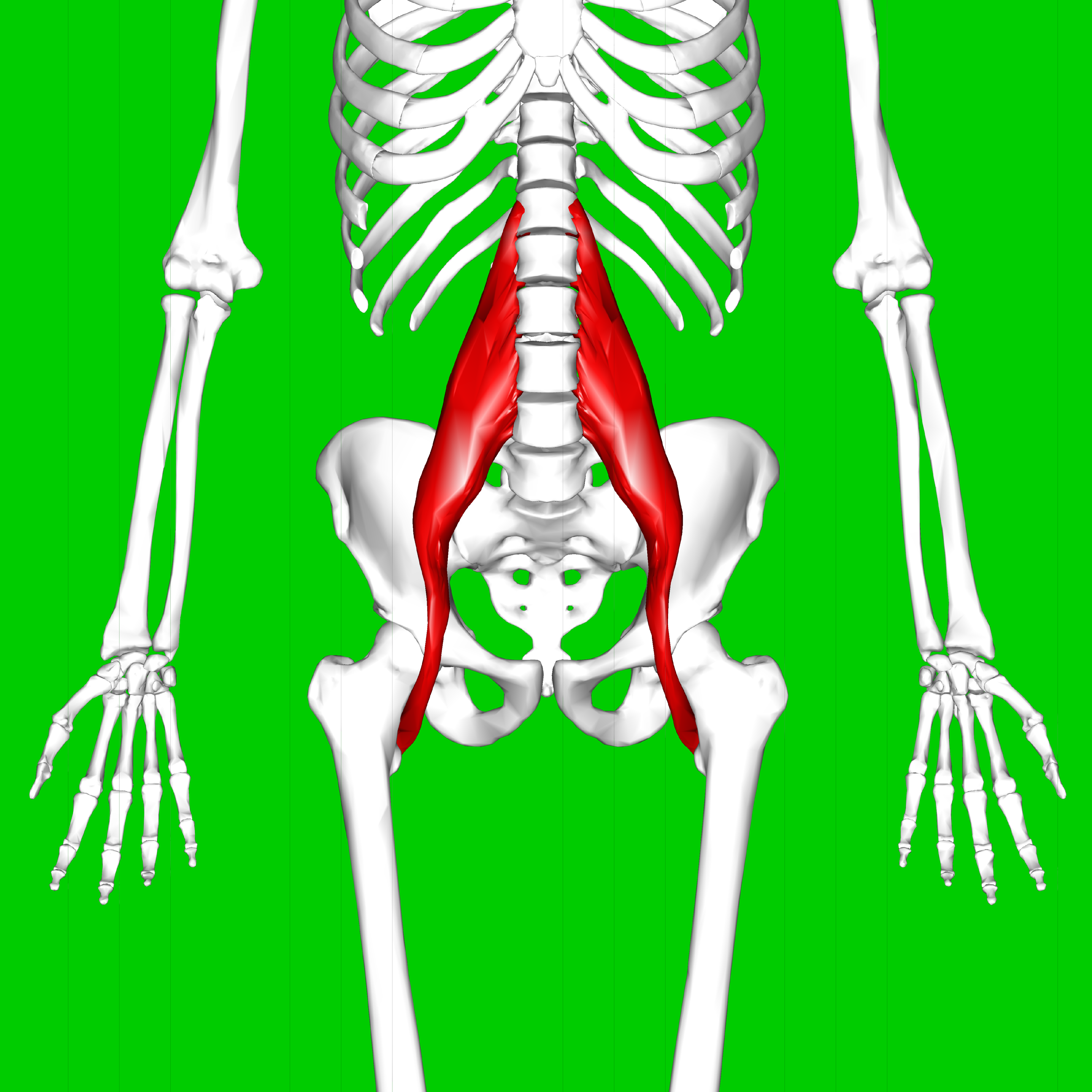 Coluna vertebral PUC Rio - Fisioterapia