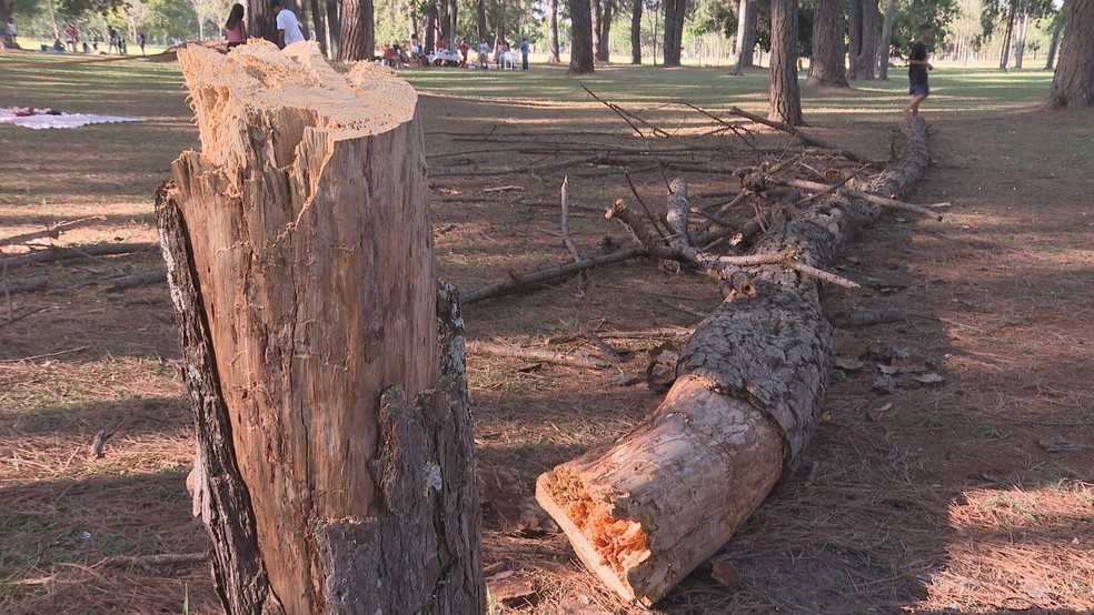 Árvores que caiu e atingiu adolescente no DF — Foto: TV Globo/Reprodução