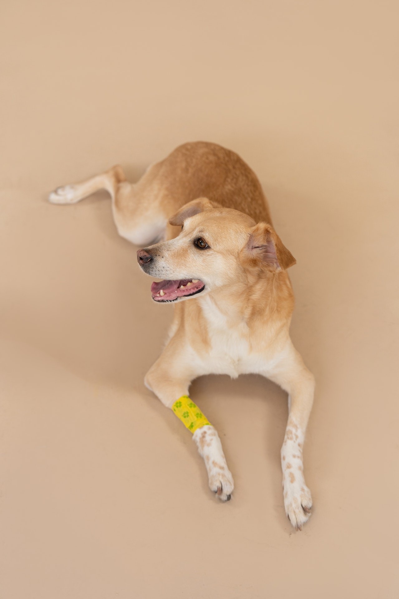 Em alguns casos o curativo pode proteger a ferida da lambedura do cão  (Foto: pexels/ mikhail-nilov/ CreativeCommons)