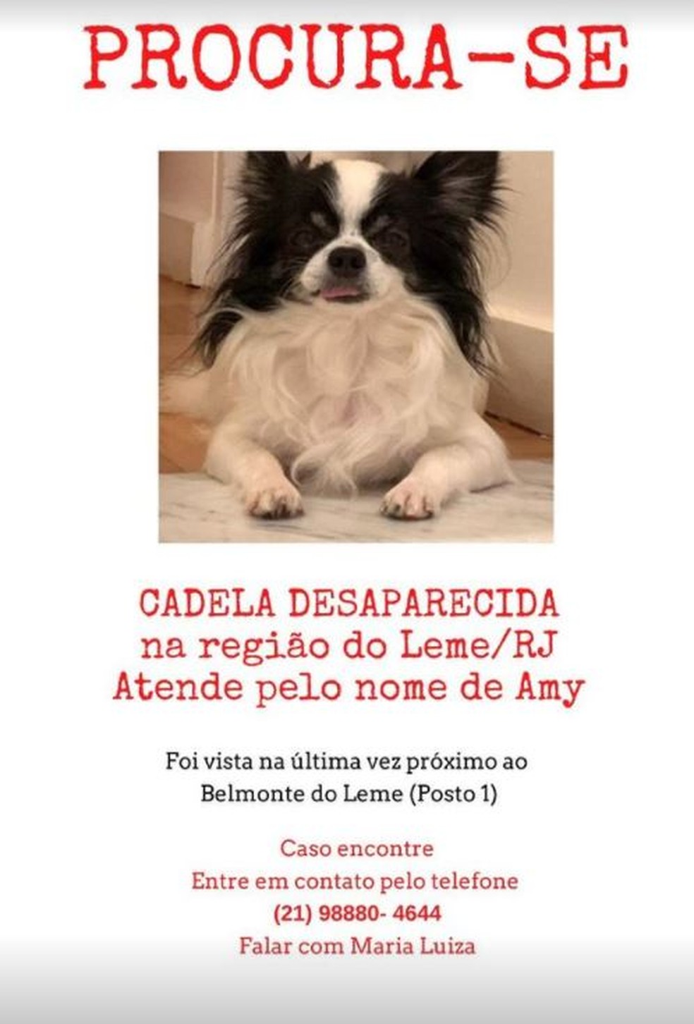 Camila Pitanga postou cartaz para tentar achar a cadela Amy — Foto: Reprodução