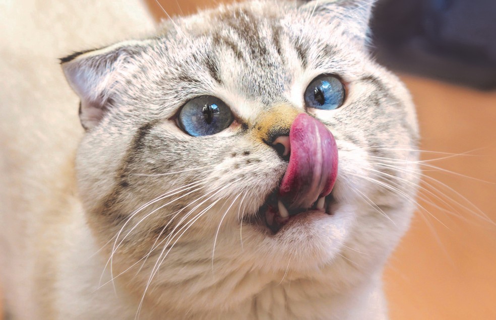 Os gatos se adaptam facilmente a lugares pequenos, quando possuem os recursos certos em casa — Foto: Canva/ CreativeCommons
