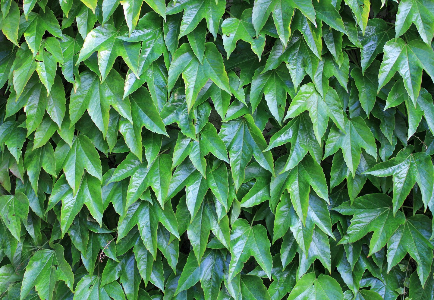 Full frame shot of a wall covered with Boston ivy, also called Japanese Creeper (Parthenocissus tricuspidata) (Foto: Getty Images)