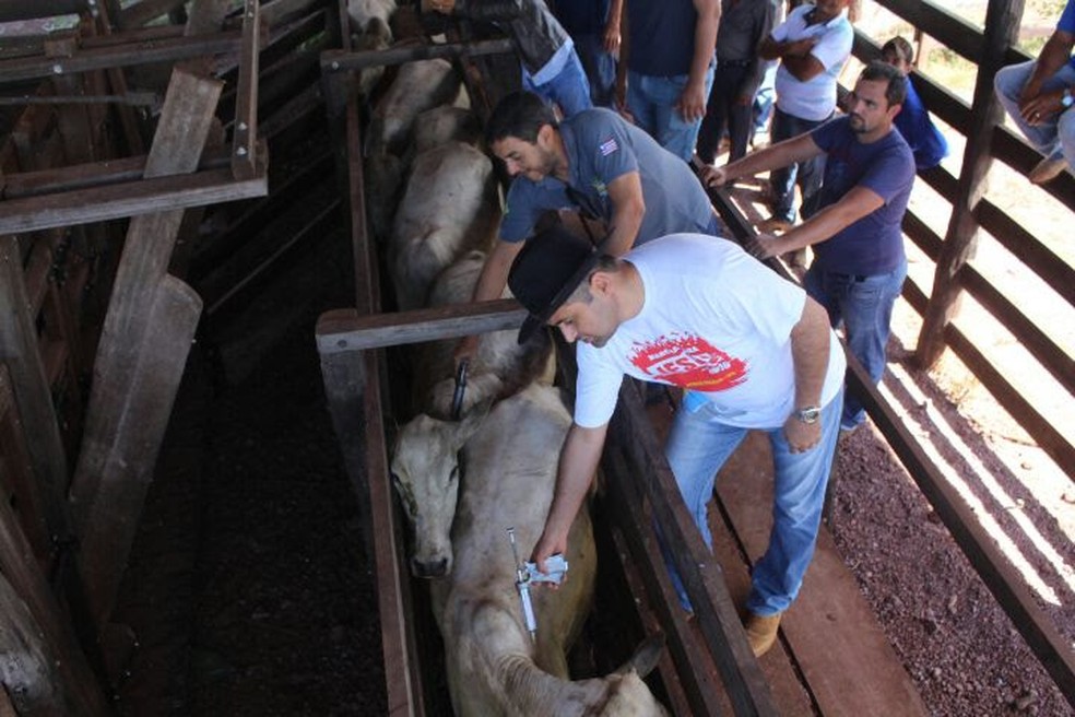 Campanha de vacinação contra a febre aftosa é prorrogada no Maranhão — Foto: Divulgação