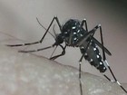 MS termina 2015 com 40,5 mil casos de dengue e 16 mortes, diz Saúde