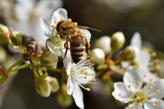  A flor-de-mel é cultivada na primavera e floresce em grande quantidade durante o verão, e parte no outono (Foto: Pixabay/ Capri23auto/ CreativeCommons)