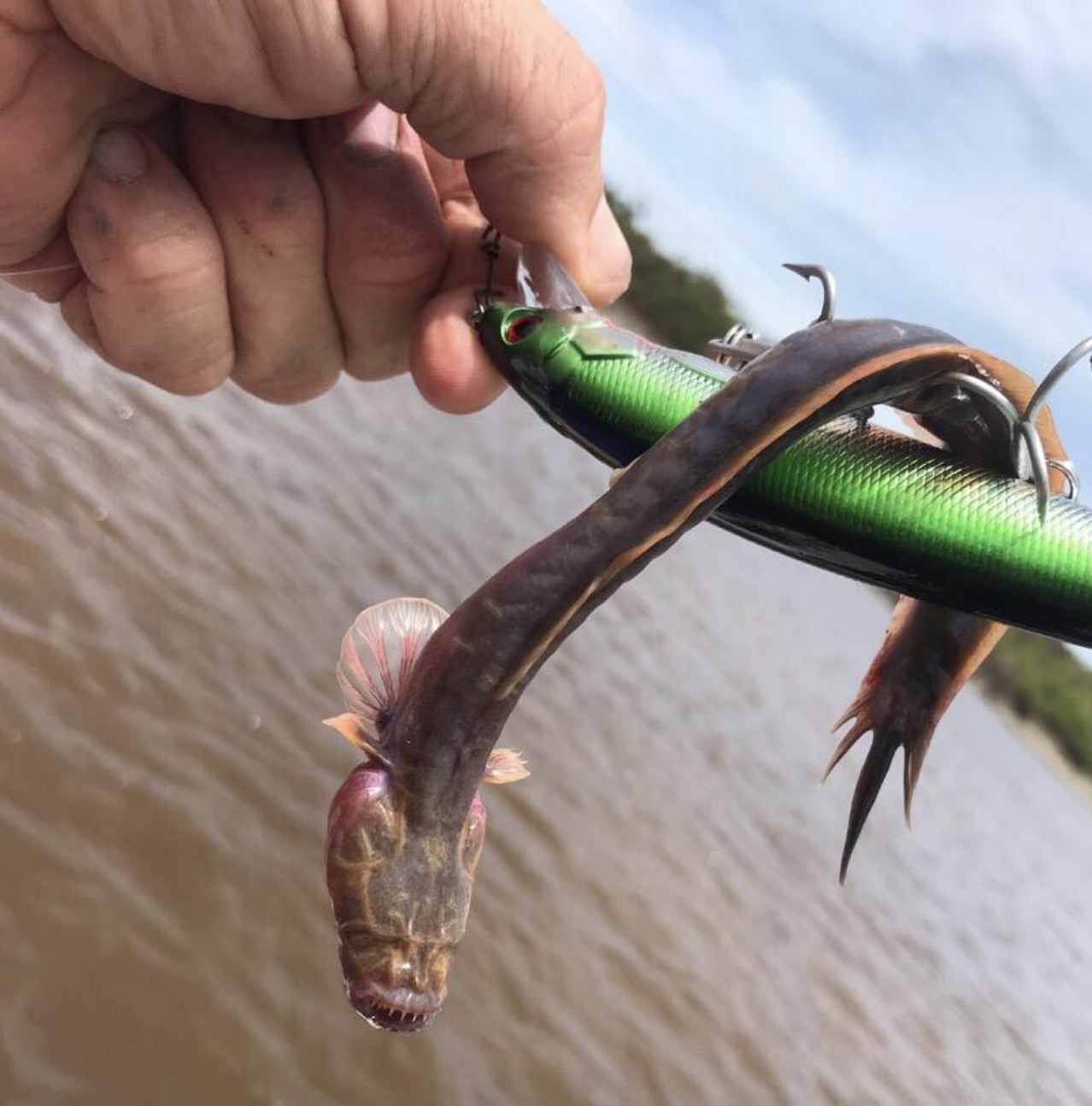 Peixe foi encontrado na Austrália (Foto: Reprodução Facebook/ Outback Boat Hire )