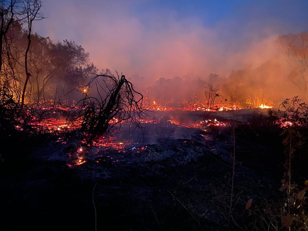 Voluntários do interior de SP enfrentam fogo e fumaça para resgatar animais feridos nas queimadas do Pantanal — Foto: Arquivo pessoal
