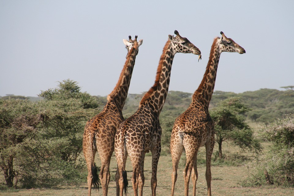 Girafas podem ser listadas dentro da Lei de Espécies Ameaçadas dos EUA  (Foto: Pixabay)