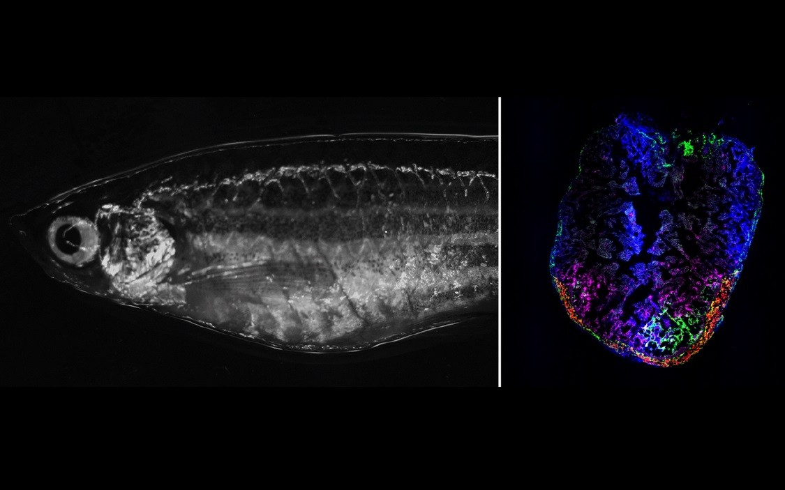 Direita: Peixe-zebra adulto no microscópio. Esquerda: Coração de peixe-zebra 7 dias após a lesão criogênica  (Foto: AG Panáková, MDC)
