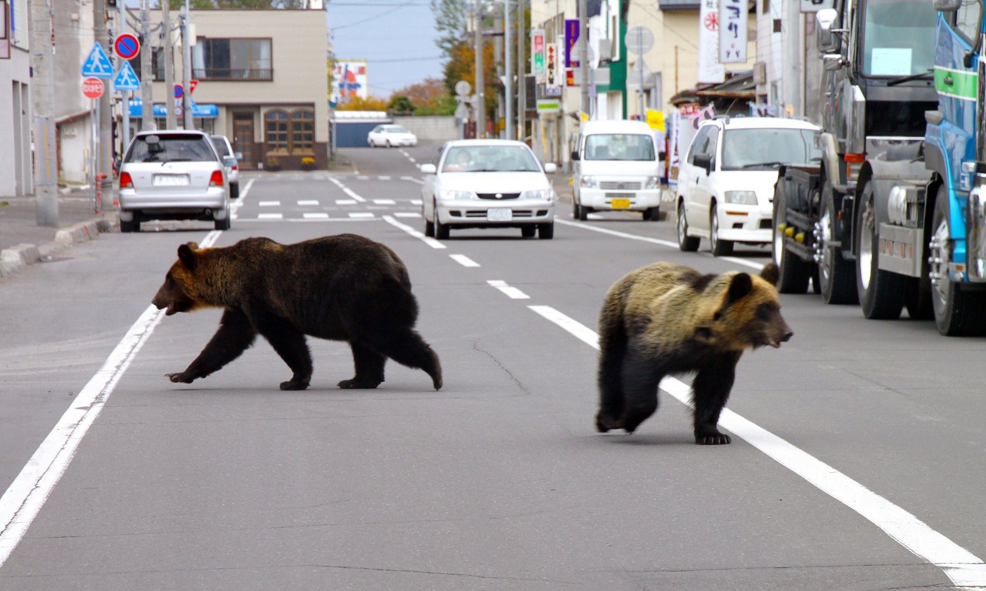 No início deste ano, dois ursos caminharam pelas ruas da cidade de Shari, no Japão (Foto: Divulgação)