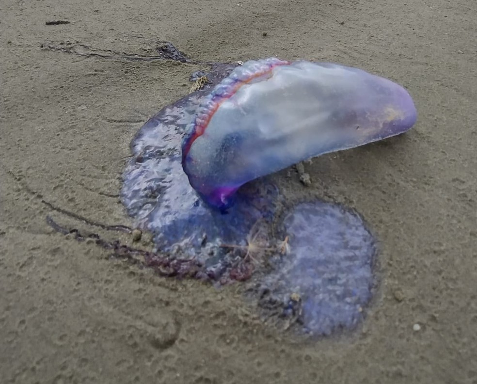 Caravelas multicoloridas que podem provocar lesões no sistema nervoso invadem praias do litoral de SP