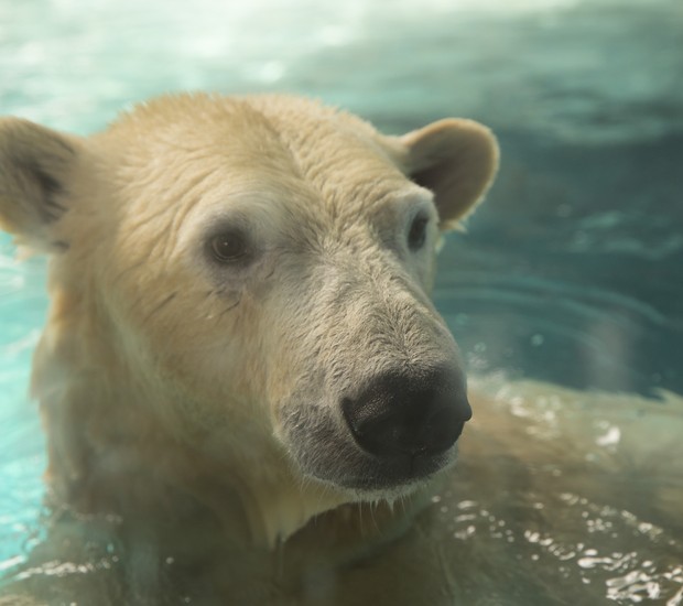 Urso polar: grandalhão e fofo (Foto: Divulgação - Aquário de São Paulo)