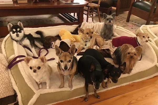 Os nove cães de Demi Moore (Foto: Reprodução/Instagram)