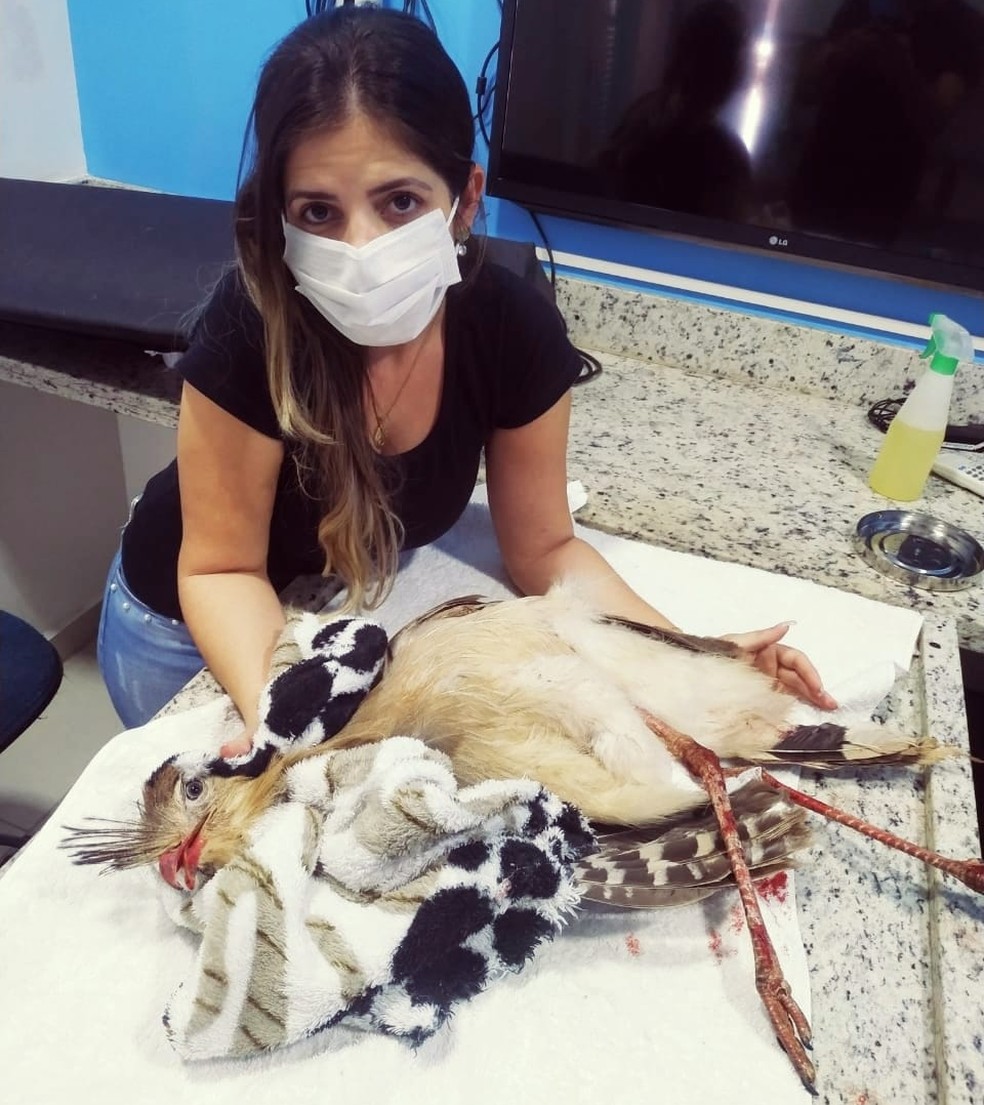 Fisioterapeuta Joisyany Ceber Anselmi ajudou a salvar seriema atropelada — Foto: Joisyany Ceber Anselmi/Cedida