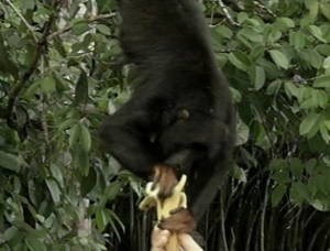 Macaco Chico vive no local há mais de um ano (Foto: Reprodução/TV Liberal)