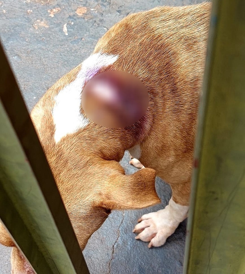Homem foi preso por maus-tratos a cães em Anhumas — Foto: Polícia Militar Ambiental