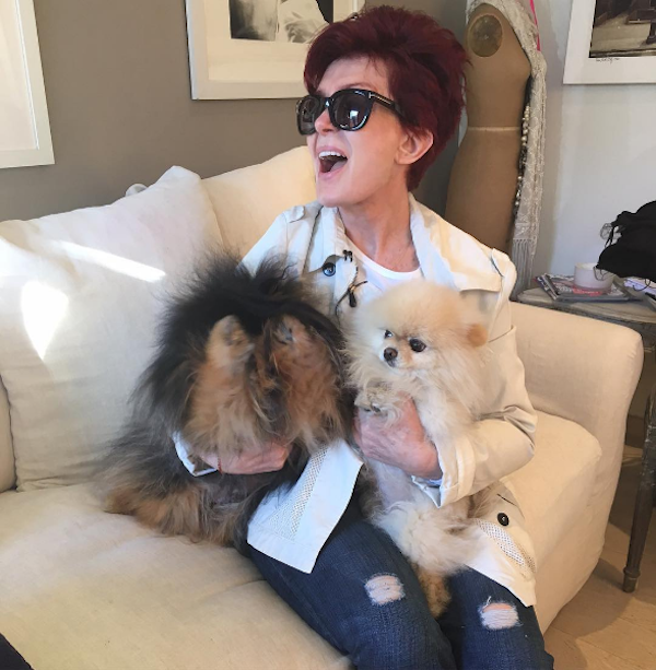 A apresentadora e empresária Sharon Osbourne e são cães (Foto: Instagram)