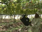 Gás ozônio ajuda produtores de PE a prolongar a qualidade das frutas