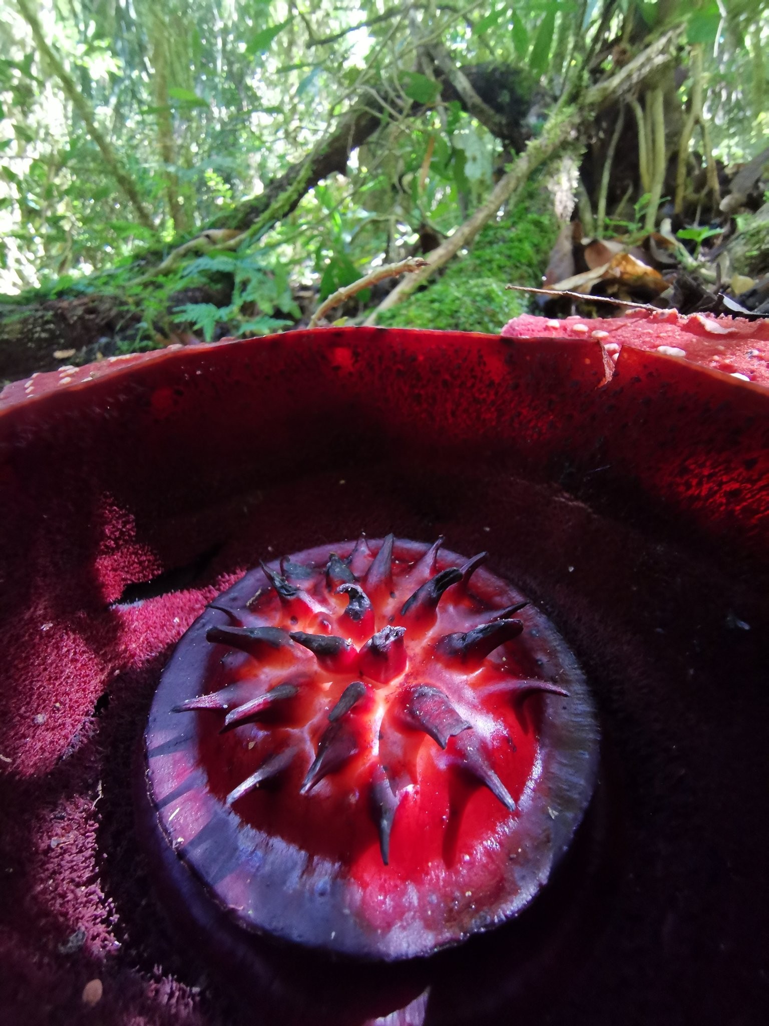 Interior da Rafflesia banaoana, registro do botânico Chris Thorogood, o primeiro ocidental a ver a espécie  (Foto: @thorogoodchris1 / Reprodução Twitter)