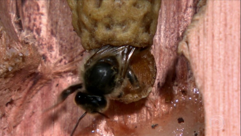 inseto-abelha-rainha-colmeia (Foto: Reprodução/TV Globo)